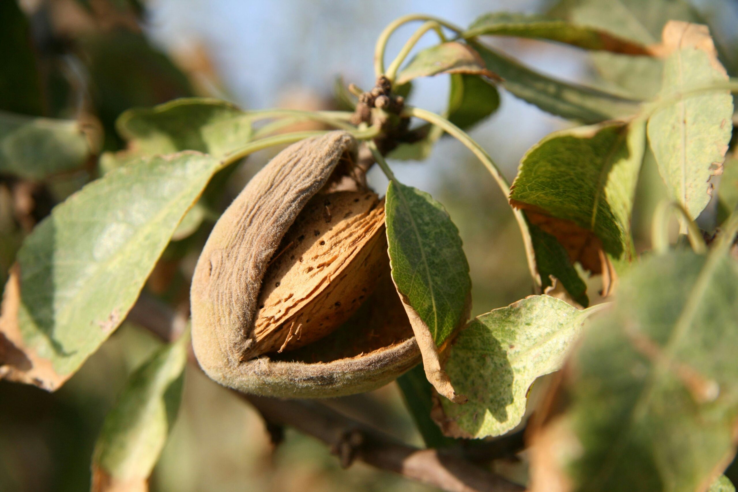 California almond suppliers